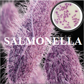 SALMONELLA 75.png